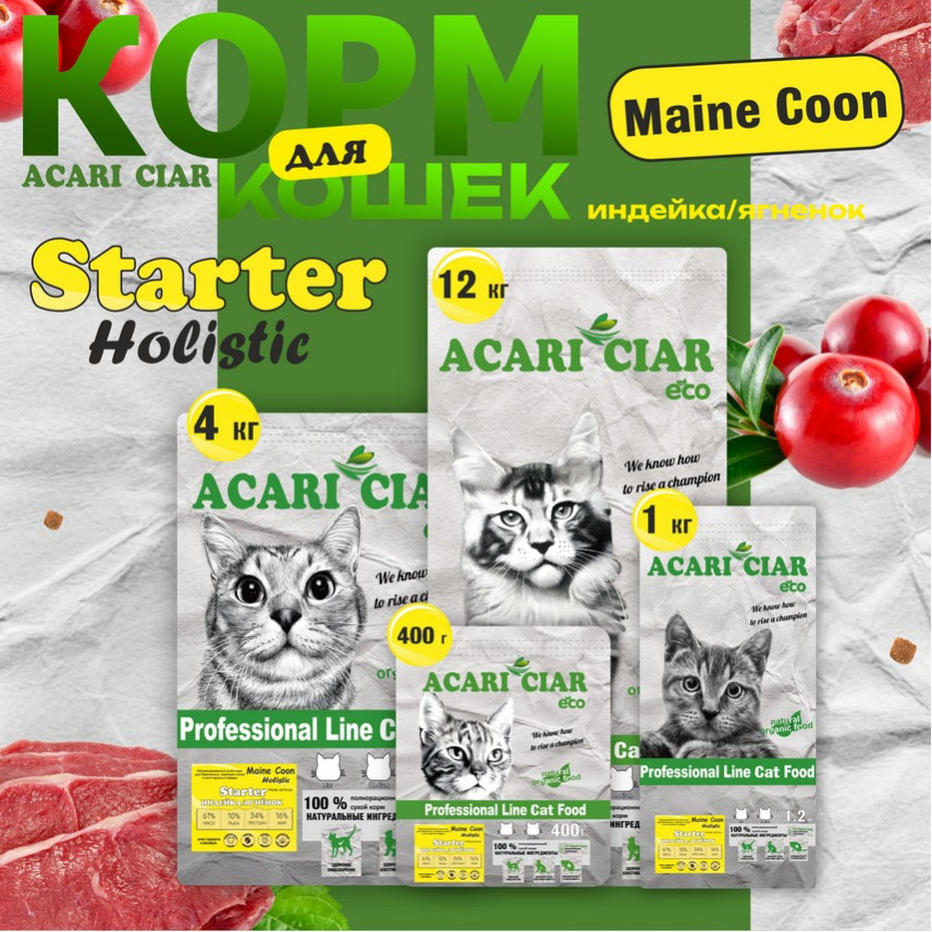 Maine Coon Starter Maine Coon Starter